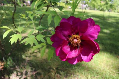 Paeonia suffruticosa - pivoňka keřovitá - květ